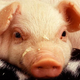 Illustration for article titled This Pig May Be A Baby-Killer